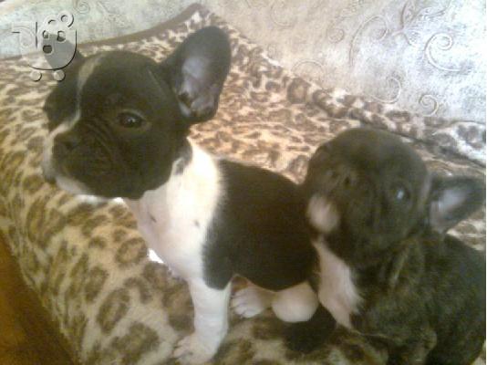 Γαλλικο μπουλντογκ – 400 euro